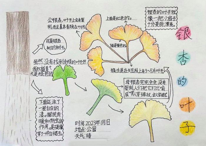 第六张最简单的自然笔记手抄报5第五张三年级自然笔记手抄报植物生长