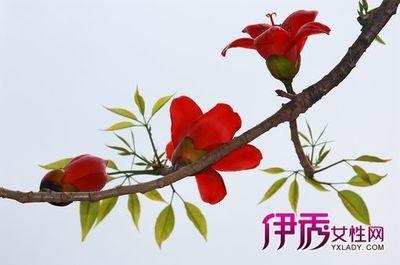 绘画木棉花幼儿园大二班家园共育亲子活动消防安全手抄报木棉花手抄报