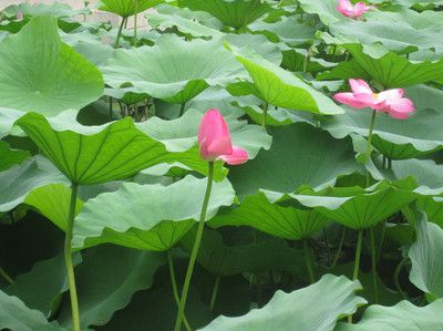 大明湖生态圈手抄报 生态文明手抄报