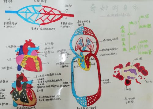 奇妙的身体手抄报思维导图创作大赛 初二生物教研组第二课堂活动