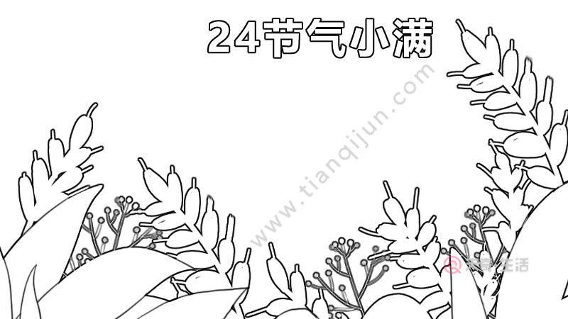 24节气小满手抄报 24节气小满手抄报画法