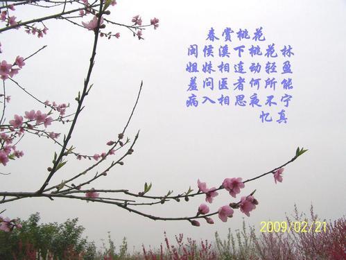 关于桃花的诗手抄报 花的手抄报