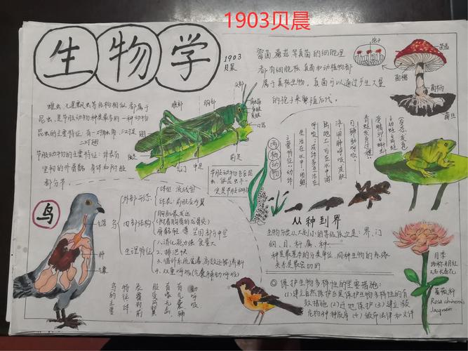 生物大观园---高坪中学19021903班生物手抄报作品展示