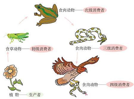 科学食物链和食物网的手抄报食物手抄报