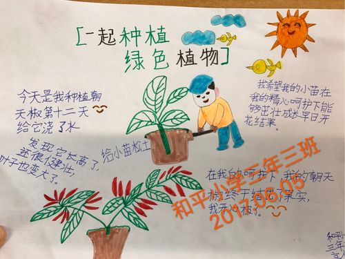 和平小学三年三班朝天椒种植活动手抄报大赛