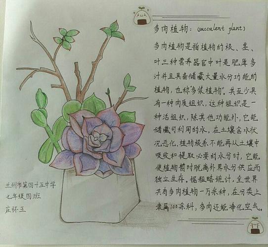 七年级四班庄怀玉同学的手抄报为大家介绍了关于多肉植物的科普小