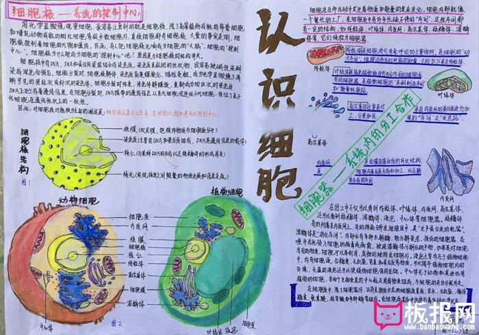 漂亮的生物手抄报图片认识细胞