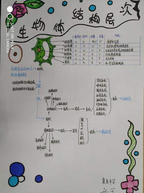 生物和生物圈思维导图式手抄报生物手抄报