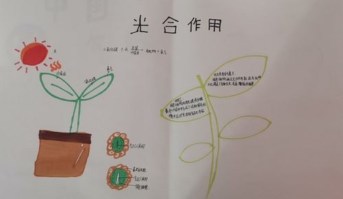 7年5班第五期生物手抄报光合作用