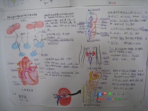 生物的手抄报