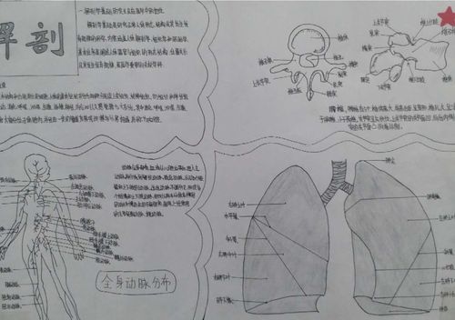 长治卫校学生解剖知识模型制作手抄报墙报展览