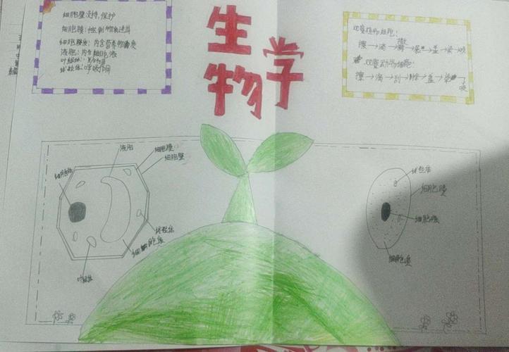 生物遗传科学手抄报生物手抄报