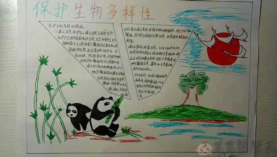 生物多样性手抄报 - 毛毛简笔画