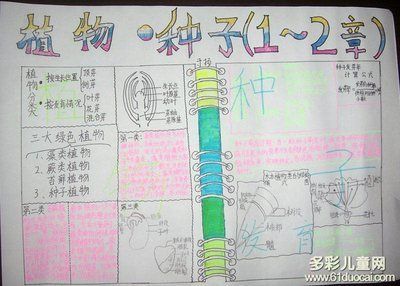 种子和果实生物手抄报 生物手抄报