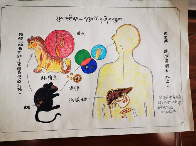 预防包虫病 你我共参与循化县举办中小学防治包虫病手抄报