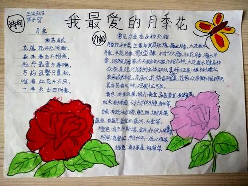 南阳市第十五小学东校区三二班月季花手抄报