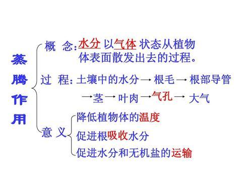 光合作用呼吸作用蒸腾作用的手抄报 手抄报图片大全集