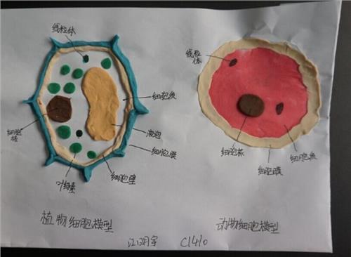 生物手抄报单细胞结构图手抄报 手抄报简单又好看