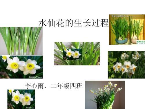 水仙花的生长手抄报党的生日手抄报