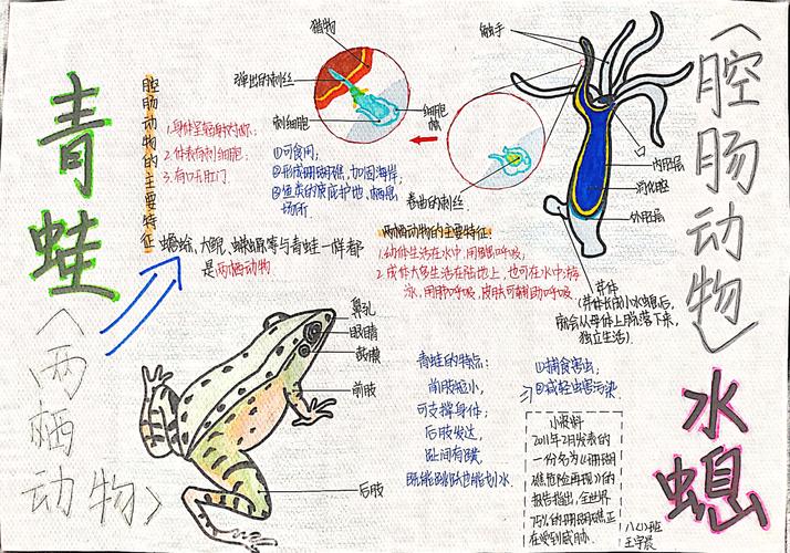 我们的生物手抄报记铜川市第一中学第三学部生物备课组迎世界动物