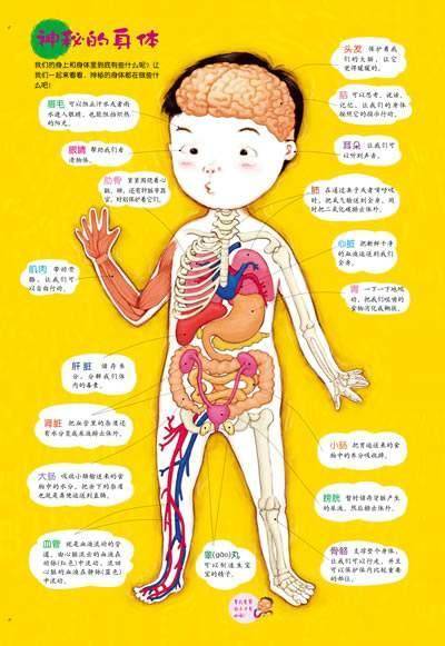 小学生人体器官手抄报小学生手抄报