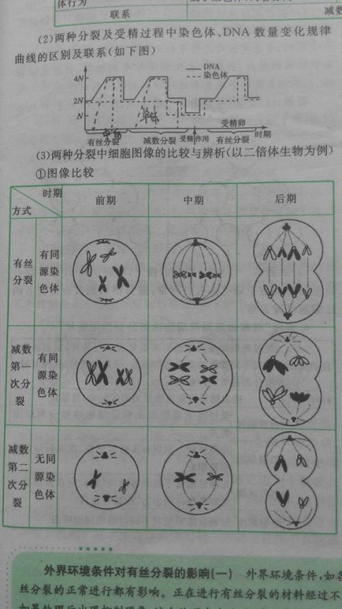 有丝分裂与减数分裂的区别手抄报 手抄报简单又漂亮