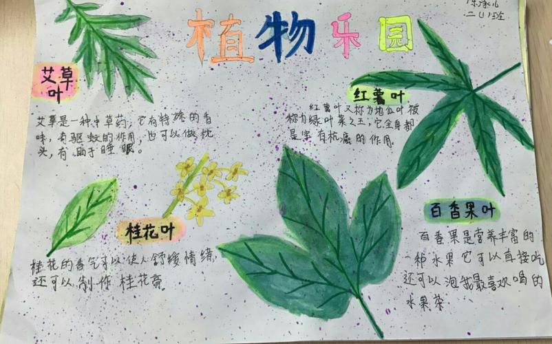 数学王国手抄报走进植物园拥抱大自然手抄