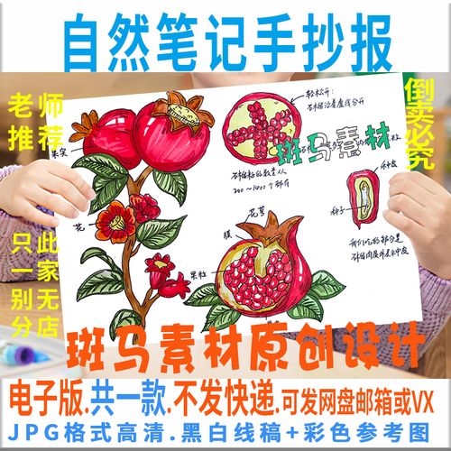 b490自然笔记手抄报模板电子版小学生石榴植物生长手抄报黑白线稿