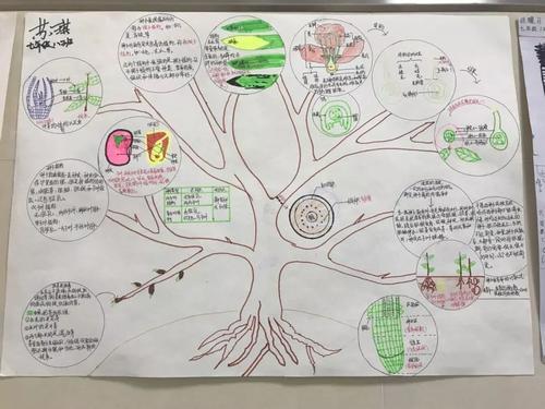 七年级生物思维导图手抄报七年级手抄报