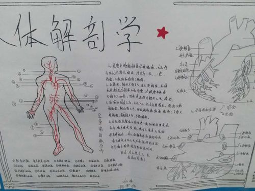 长治卫校学生解剖知识模型制作手抄报墙报展览