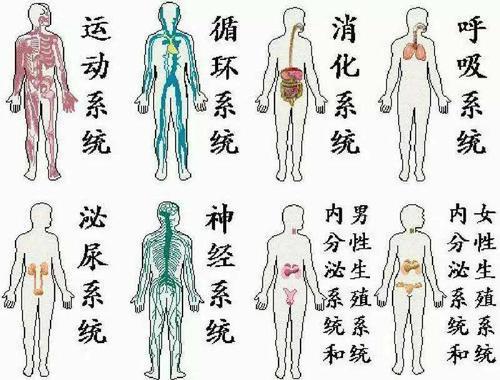 生物人体八大系统的手抄报 十八大手抄报