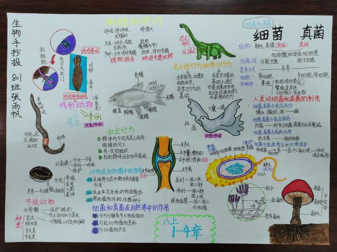 八上生物手抄报展示