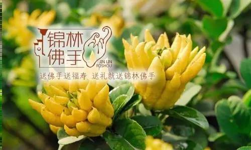 金华市旅游产品预订   推荐理由1  锦林佛手文化观光园内有g20手抄报