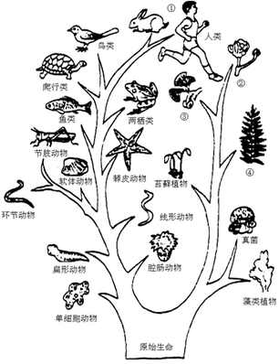 初二生物的进化历程生物手抄报 关于生物的手抄报