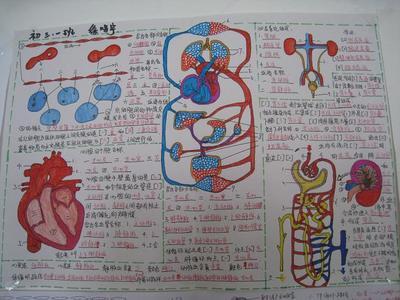 手抄报单细胞生物ppt