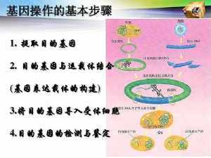 发酵技术基因工程手抄报 手抄报简单又漂亮