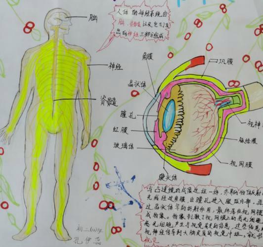 奇妙的身体手抄报思维导图创作大赛 初二生物教研组第二课堂活动