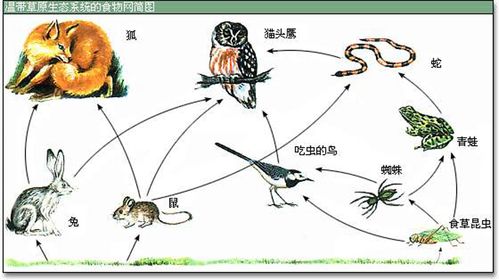 生物圈的食物链手抄报