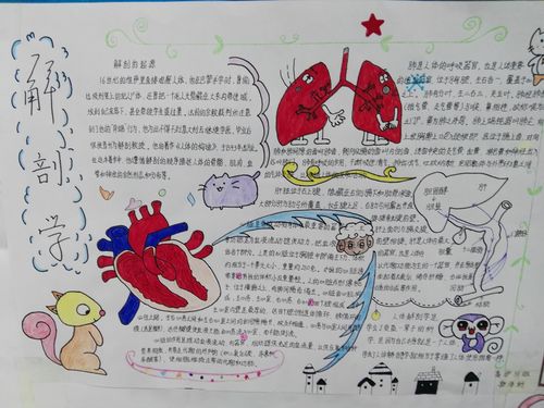 长治卫校学生解剖知识模型制作手抄报墙报展览