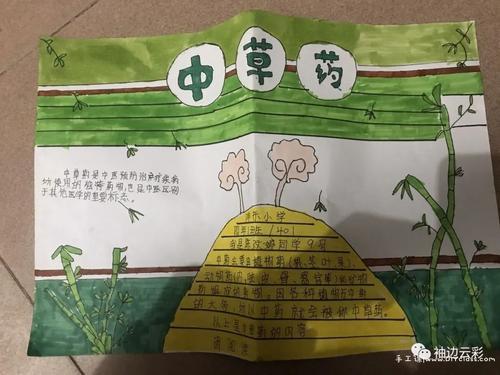 有关于中草药的手抄报手抄报简单又好看