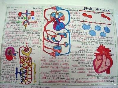 有关初一生物的手抄报 初一生物手抄报