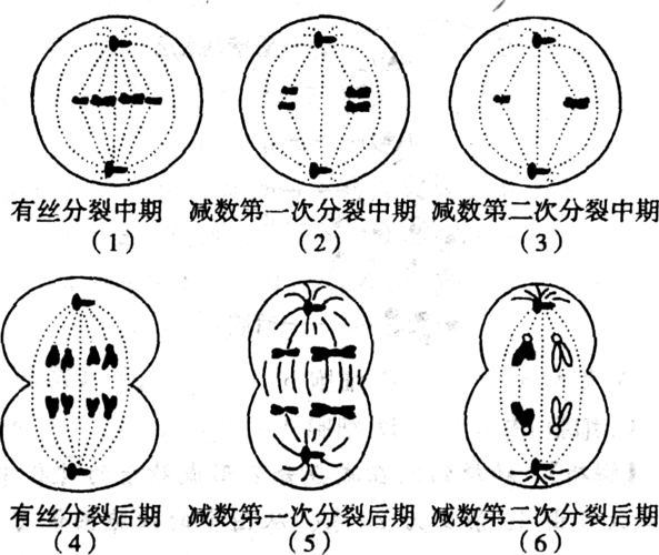 关于有丝分裂的手抄报手抄报简单又好看