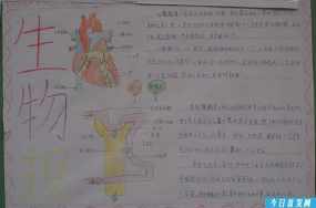 七年纪下册生物消化吸收手抄报 四年级下册手抄报