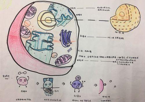 的生物手抄报图片沙漠关于各个细胞器的手抄报 手抄报简单又好看动