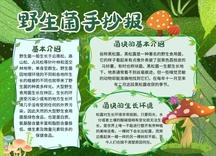 野生菌科普知识宣传绿色卡通手抄报