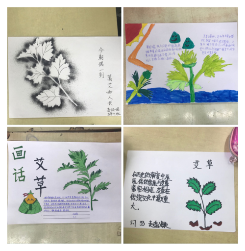 班画话艾草 写美篇       学生们在搜集资料制作手抄报的过程中