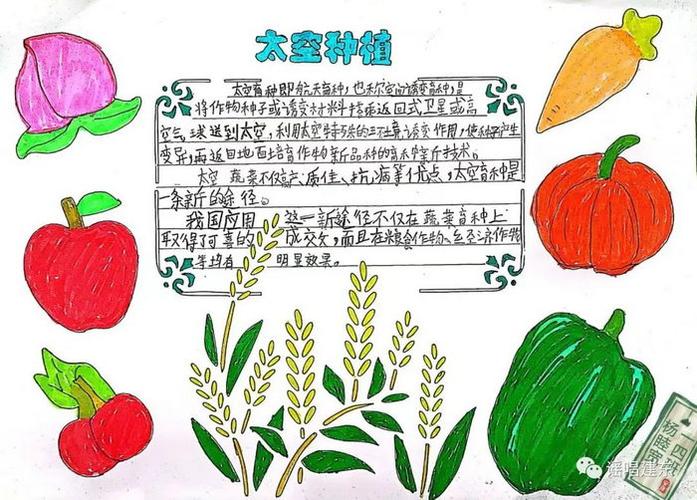 太空种子种植手抄报