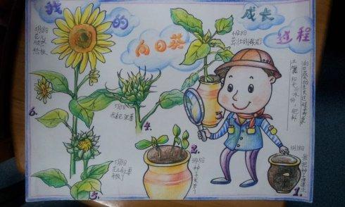 向日葵植物画报手抄报植物园手抄报