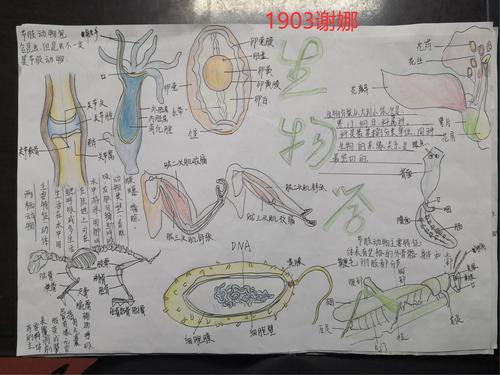 生物大观园---高坪中学19021903班生物手抄报作品展示