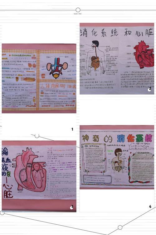 人体奥秘百科手抄报手抄报简单又好看